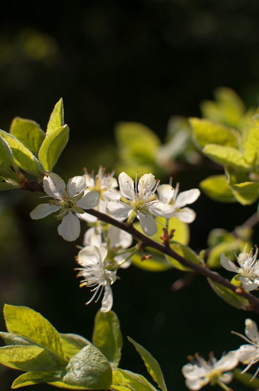 Blüte