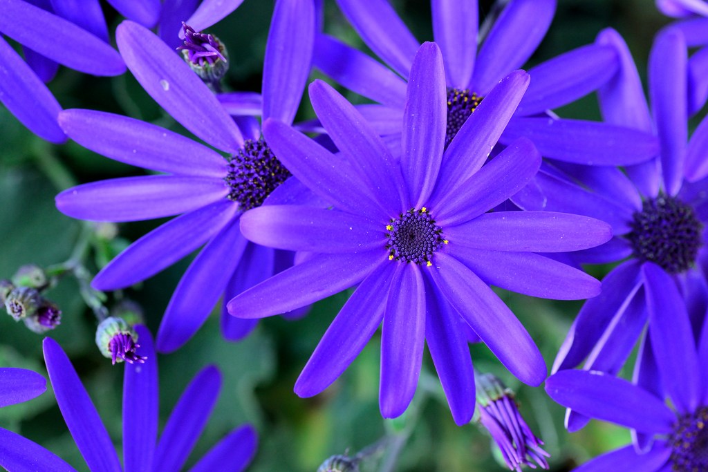 Blüte