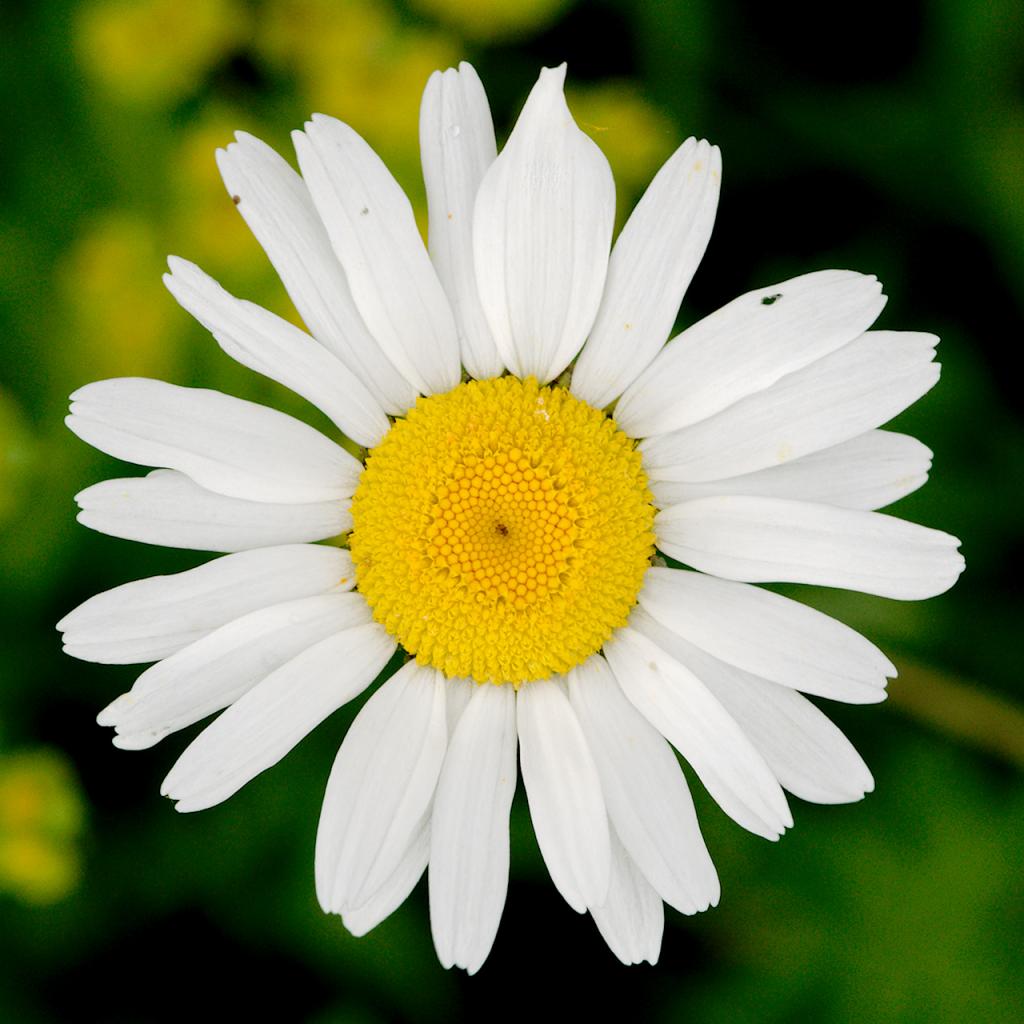 Blüte