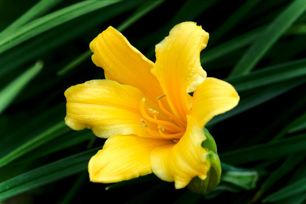 Blüte