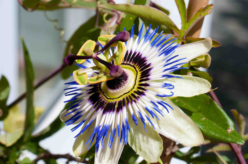 blüte