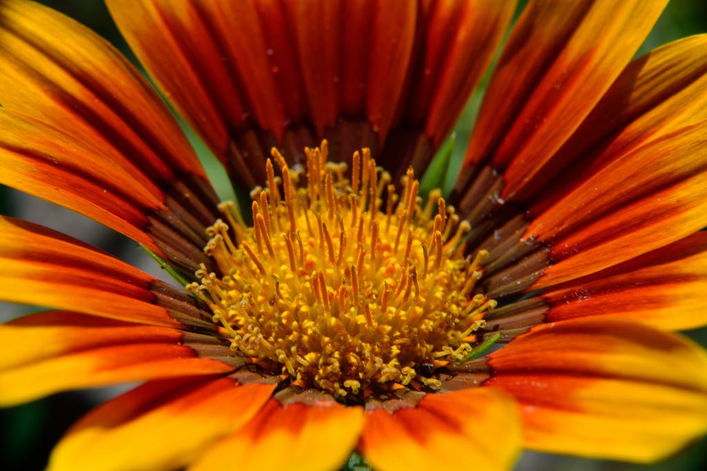 Blüte