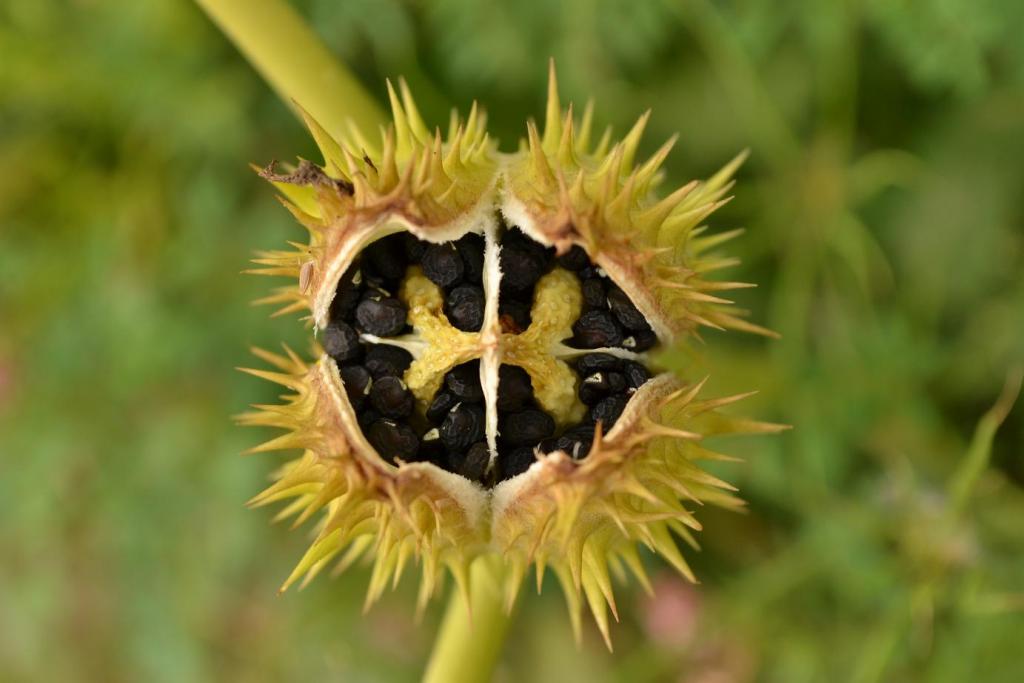 Blüte