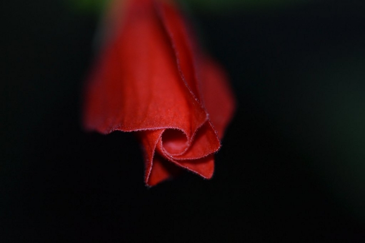Blüte
