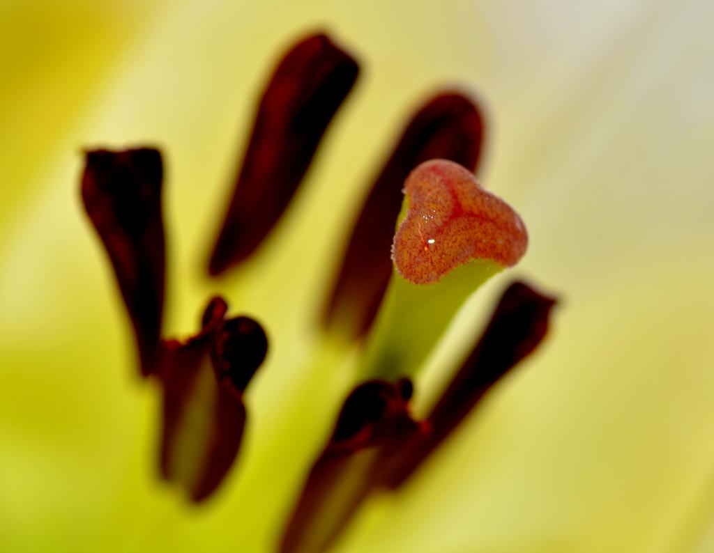 blüte