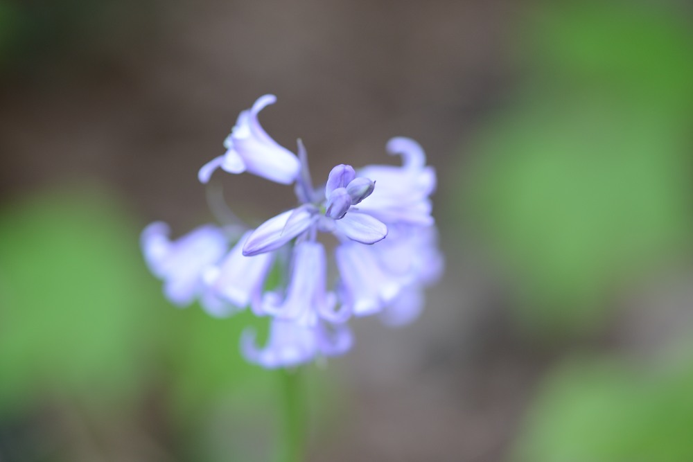 Blüte