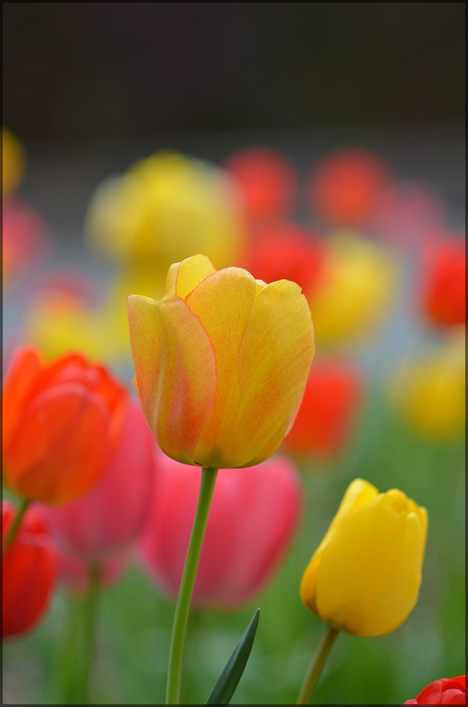 Blüte
