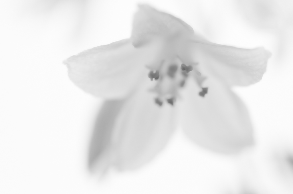 Blüte