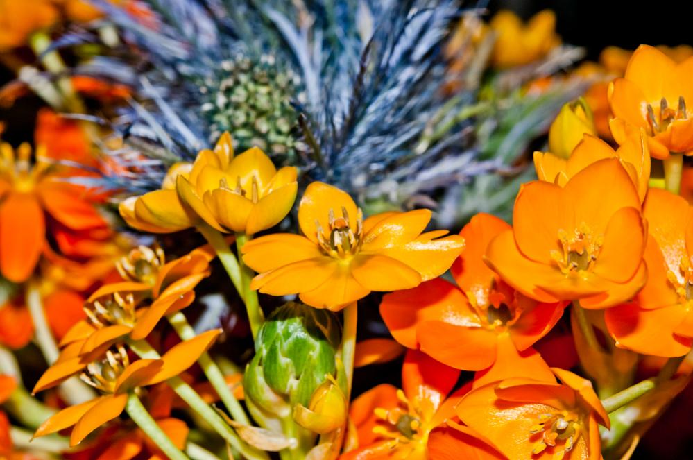 blüte