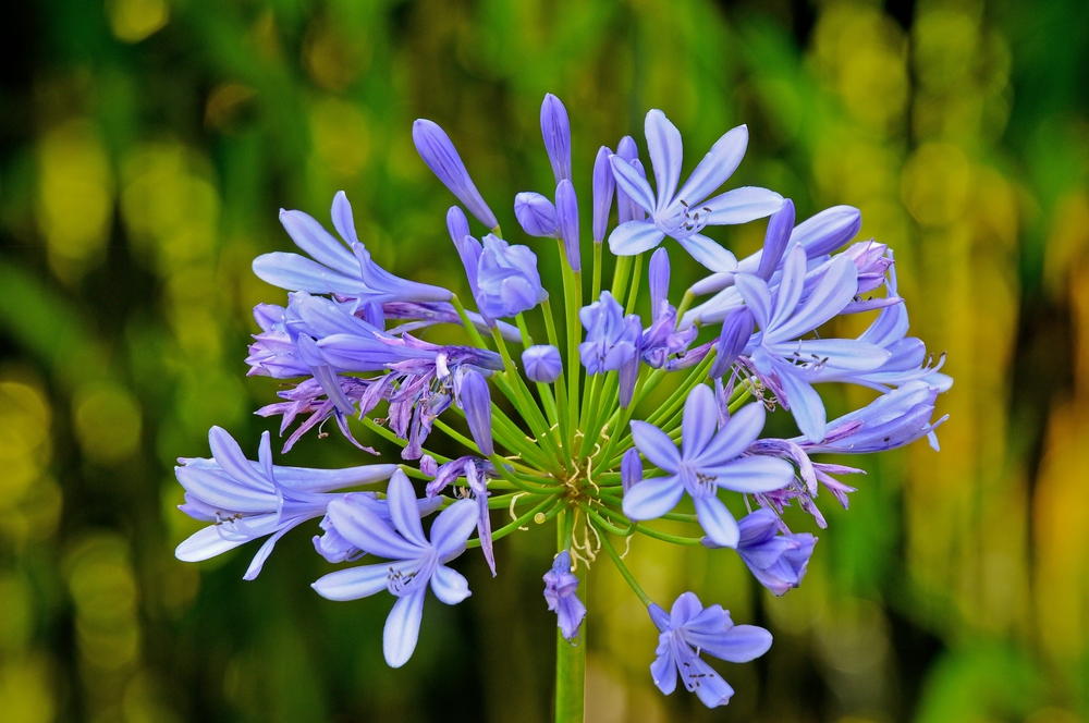 Blüte