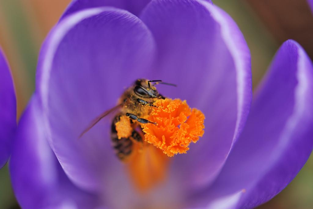 Blüte