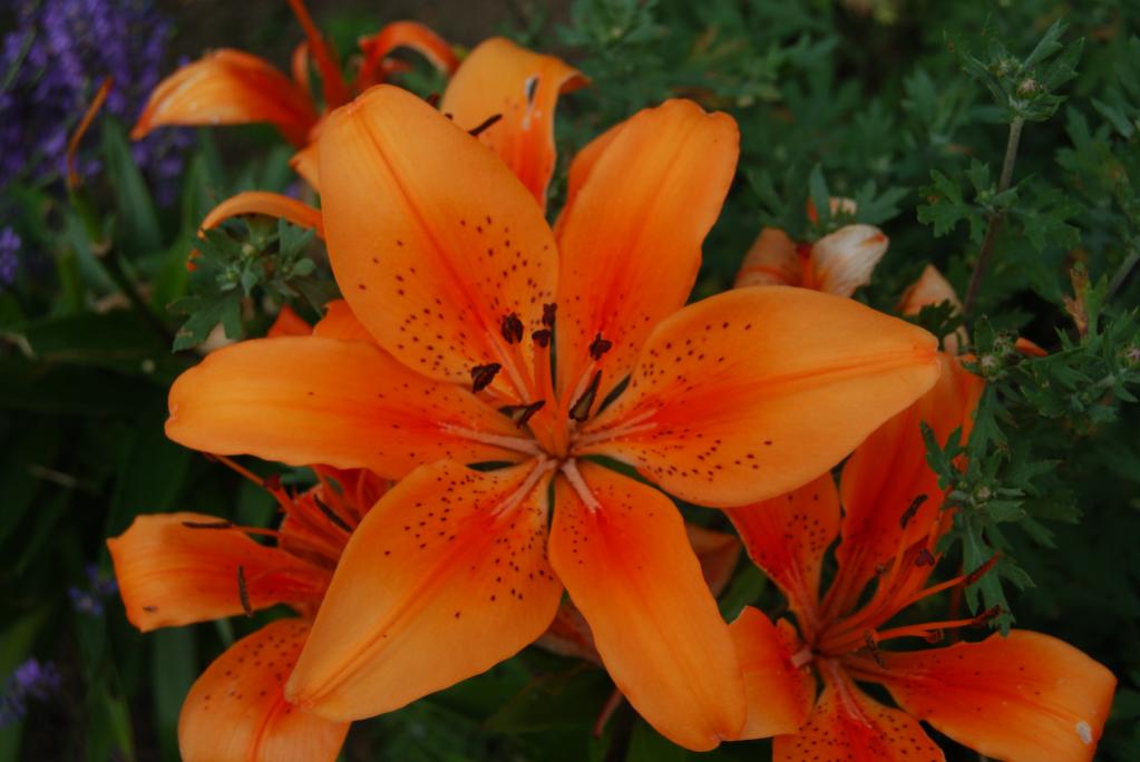 Blüte