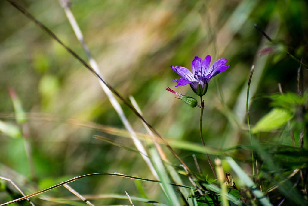 Blüte