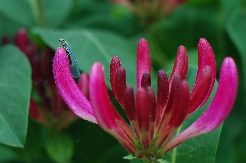 Blüte