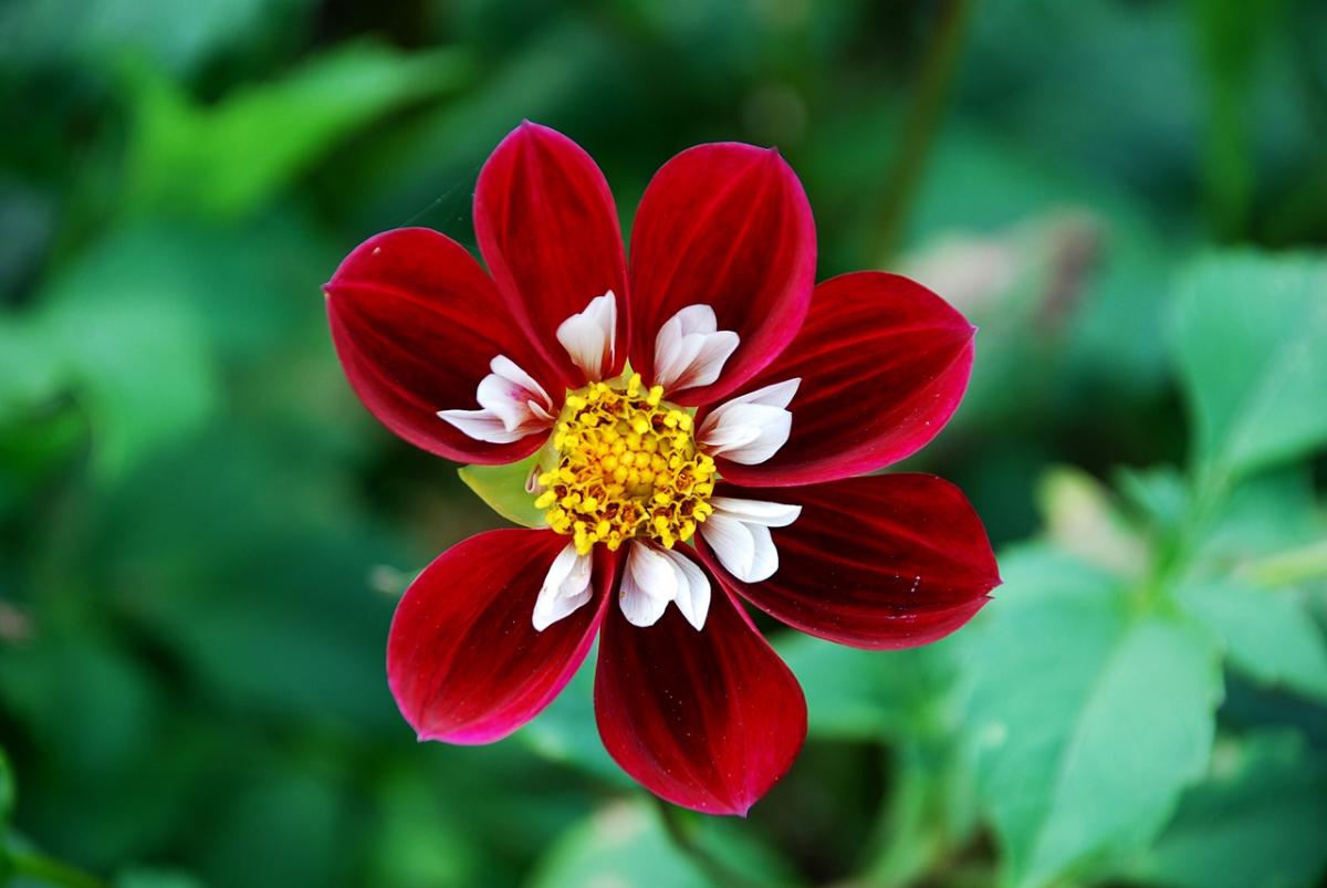 Blüte