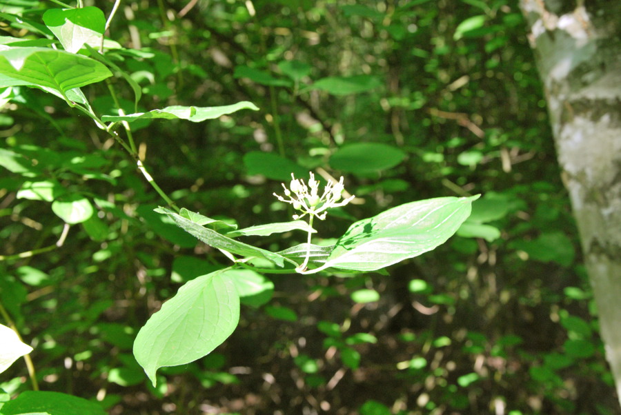 Blüte