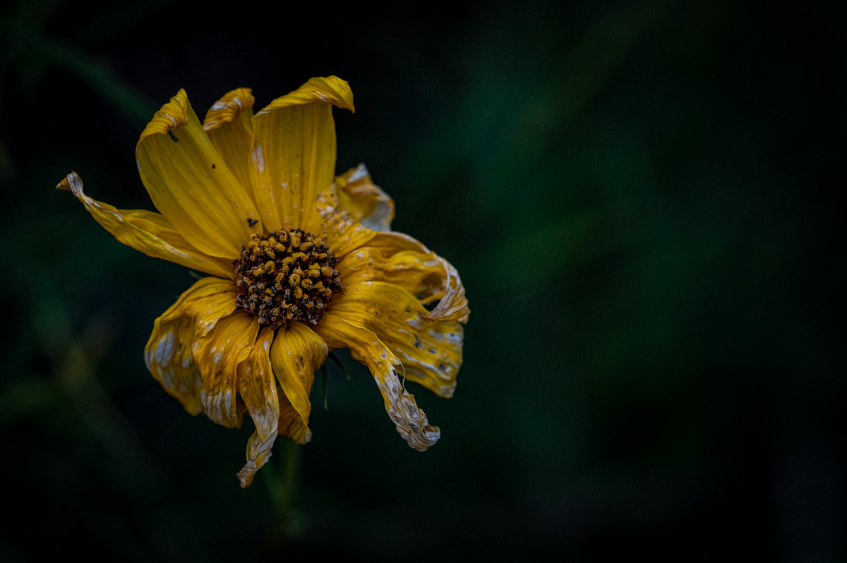 Blüte