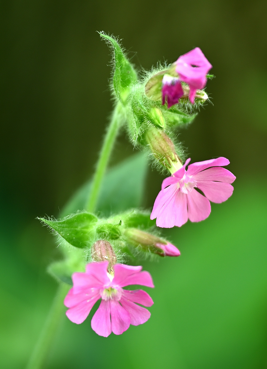 Blüte