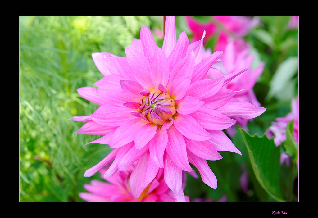 Blüte