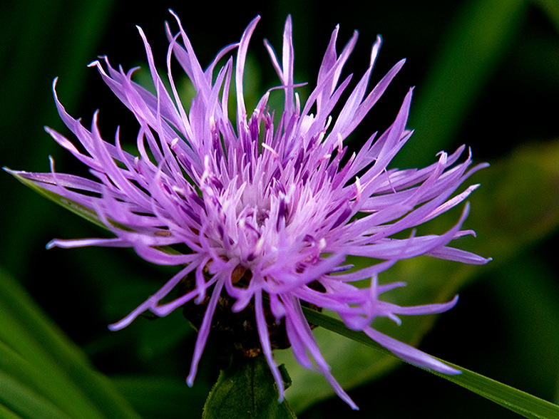 ..Blüte