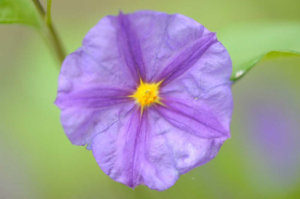 blüte2 JKK 6574