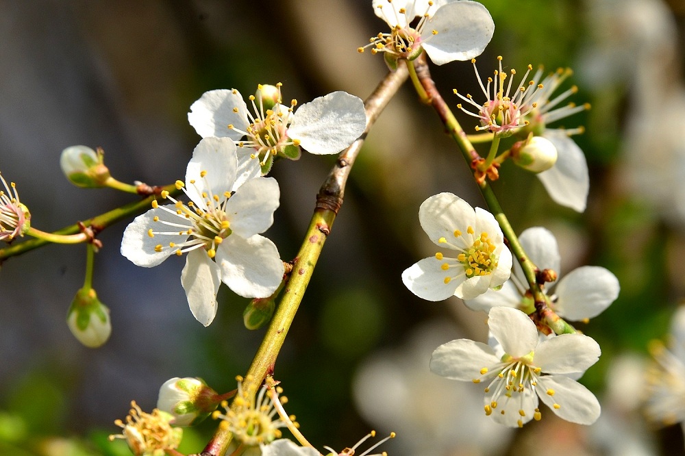 Blüte21