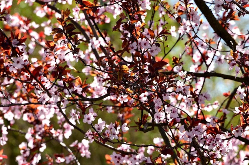 Blüte22