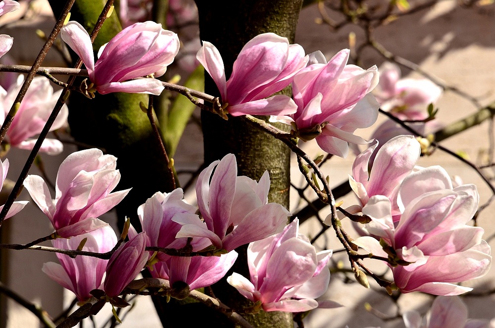Blüte23