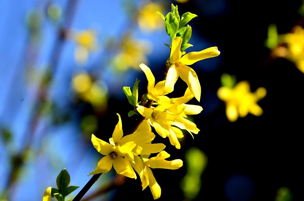 Blüte24