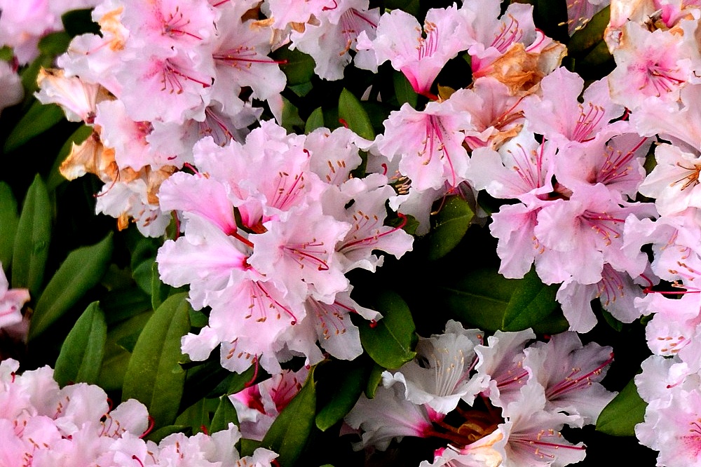 Blüte25