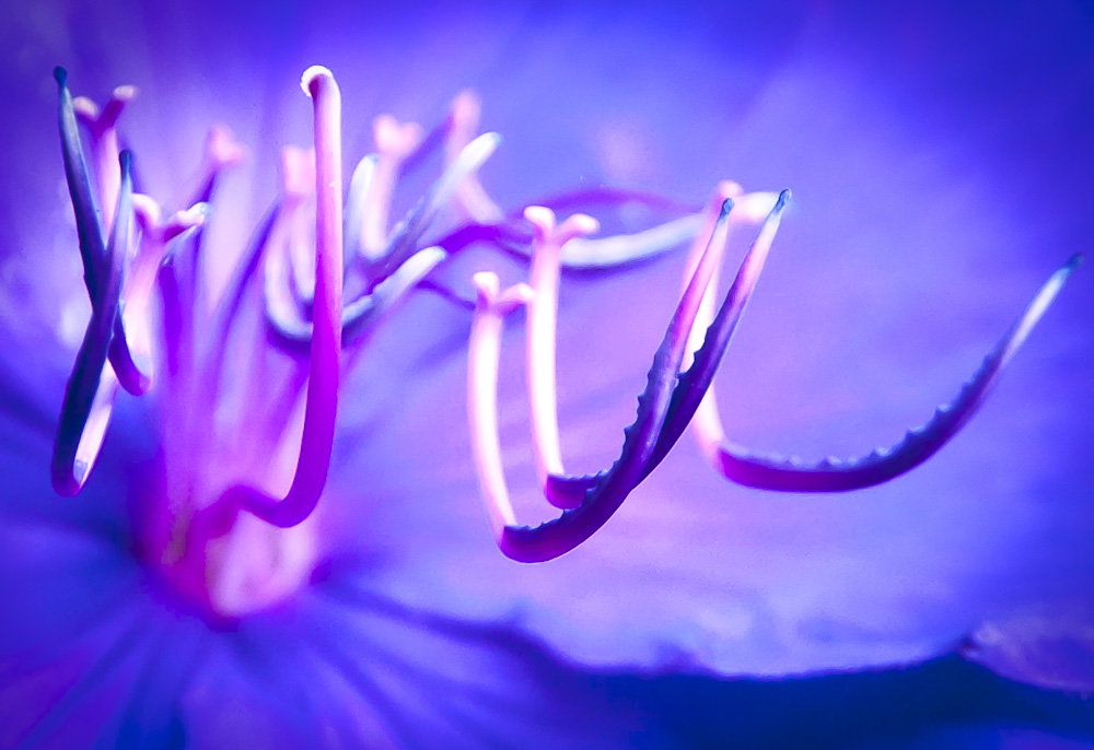 blüte3 1