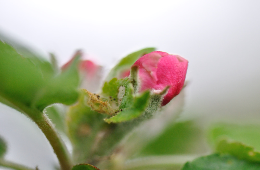 blüte4 DSC 1949
