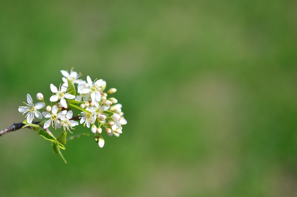 Blüten #1