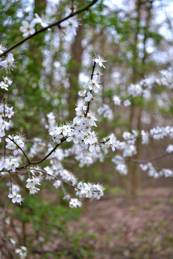 blüten 1