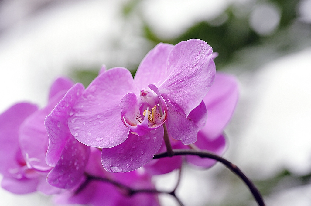 Blüten 11