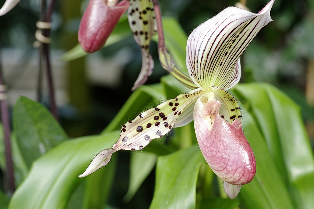 Blüten 12