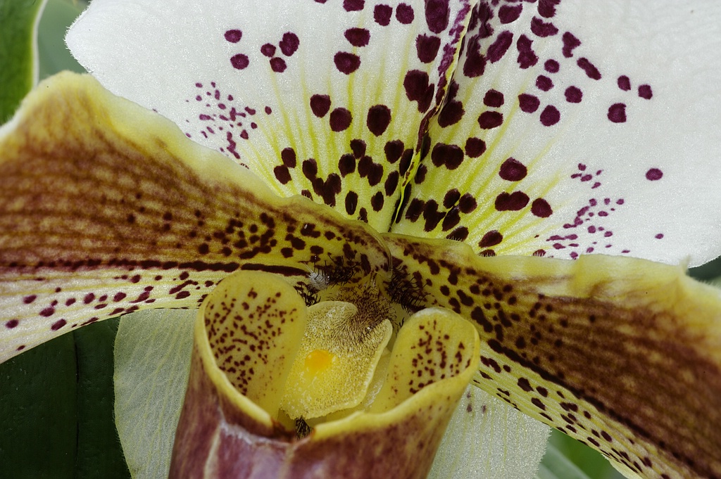 Blüten 14