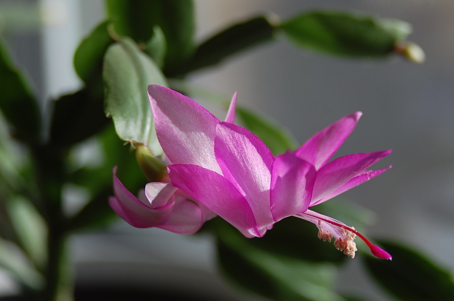 Blüten 2 002