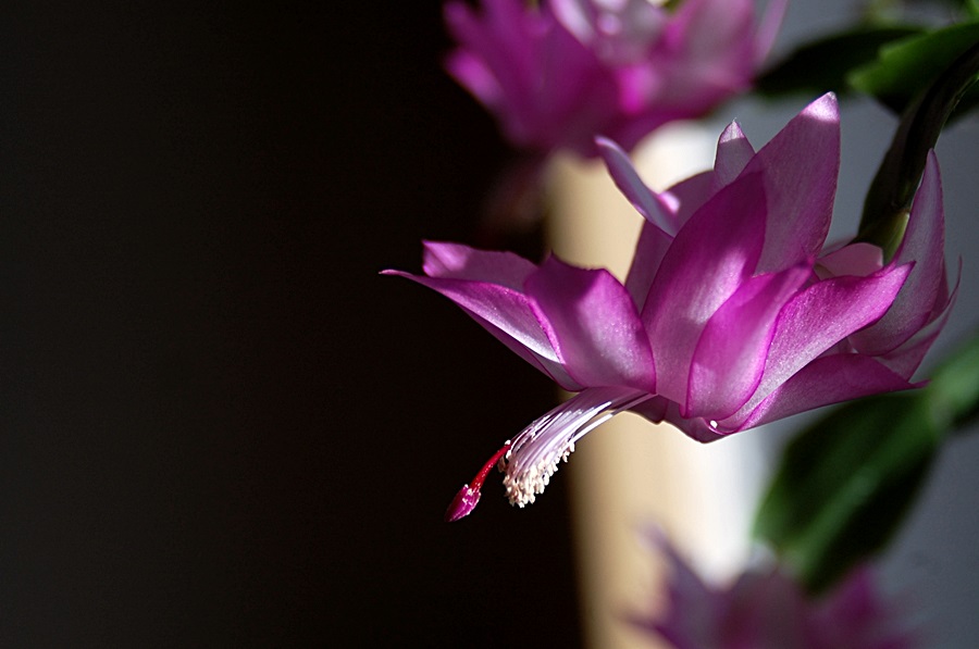 Blüten 2 003