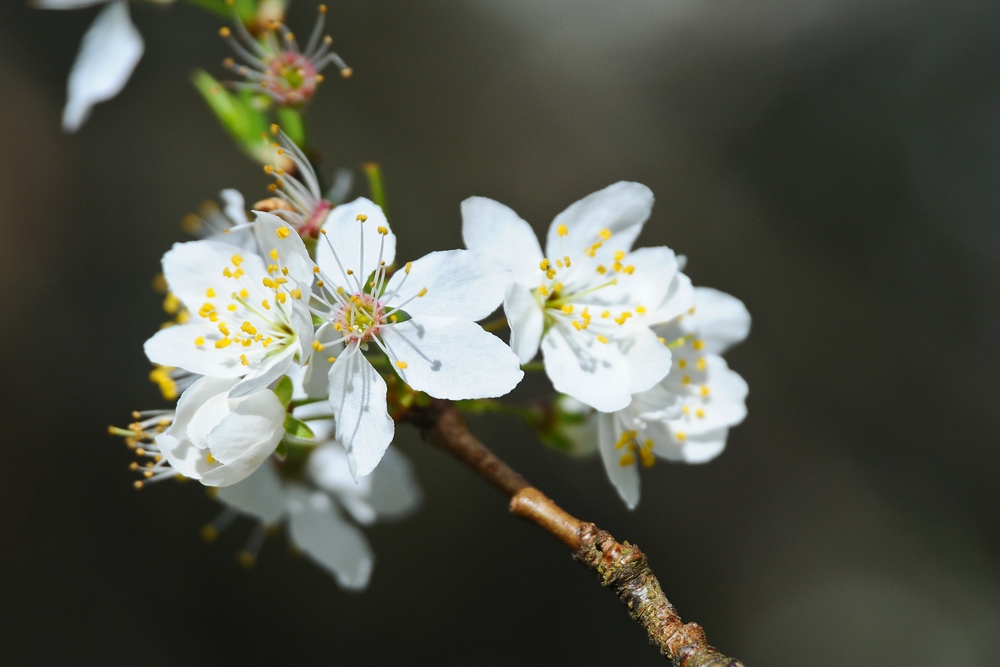 Blüten 2