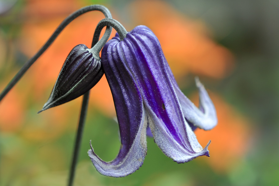 Blüten 6 klein