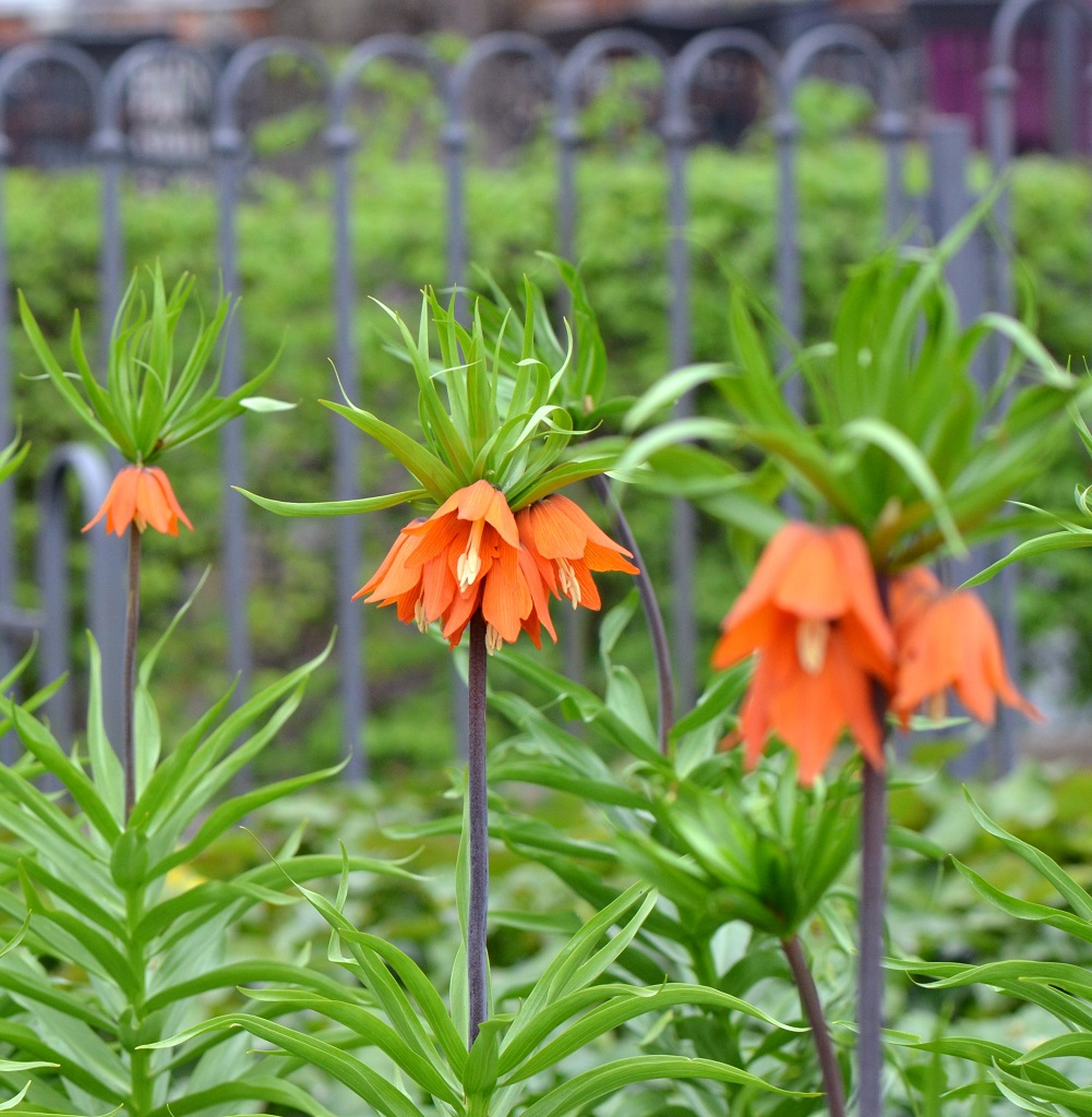 Blüten 6