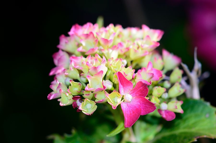 Blüten
mit Micro Nikkor 105/4.0