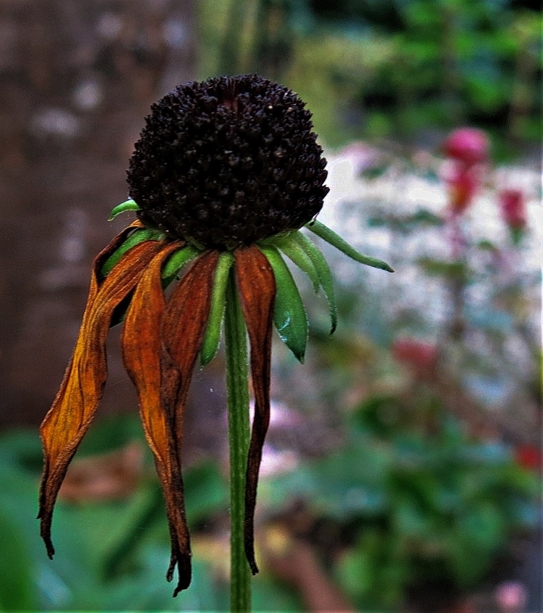 Blüten sind leider vergängliche Schönheiten.jpg