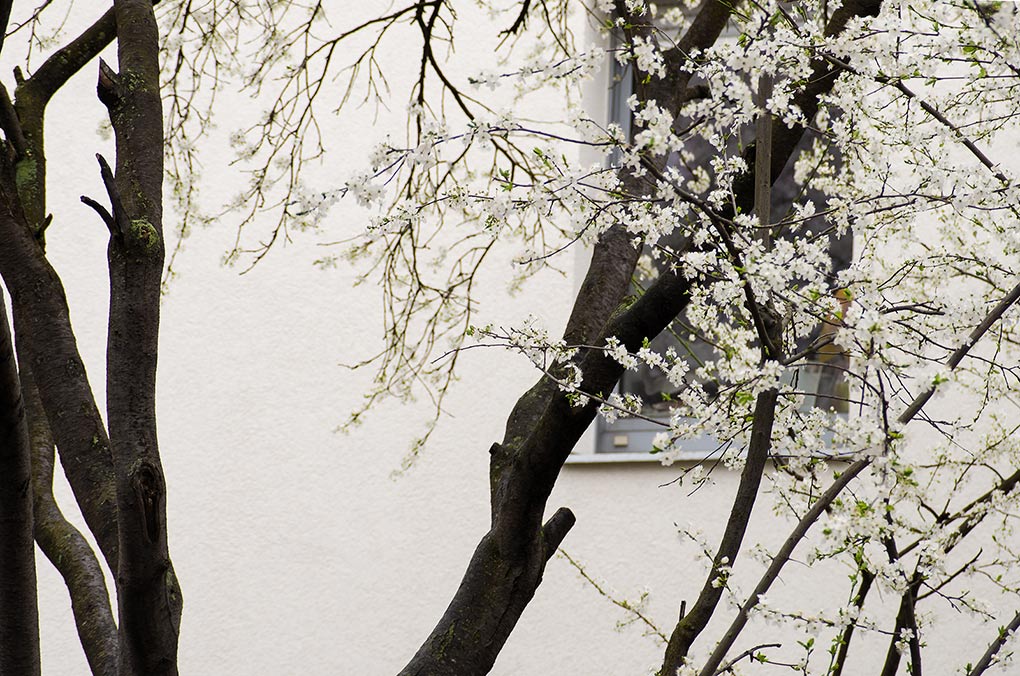Blüten vor Mauer