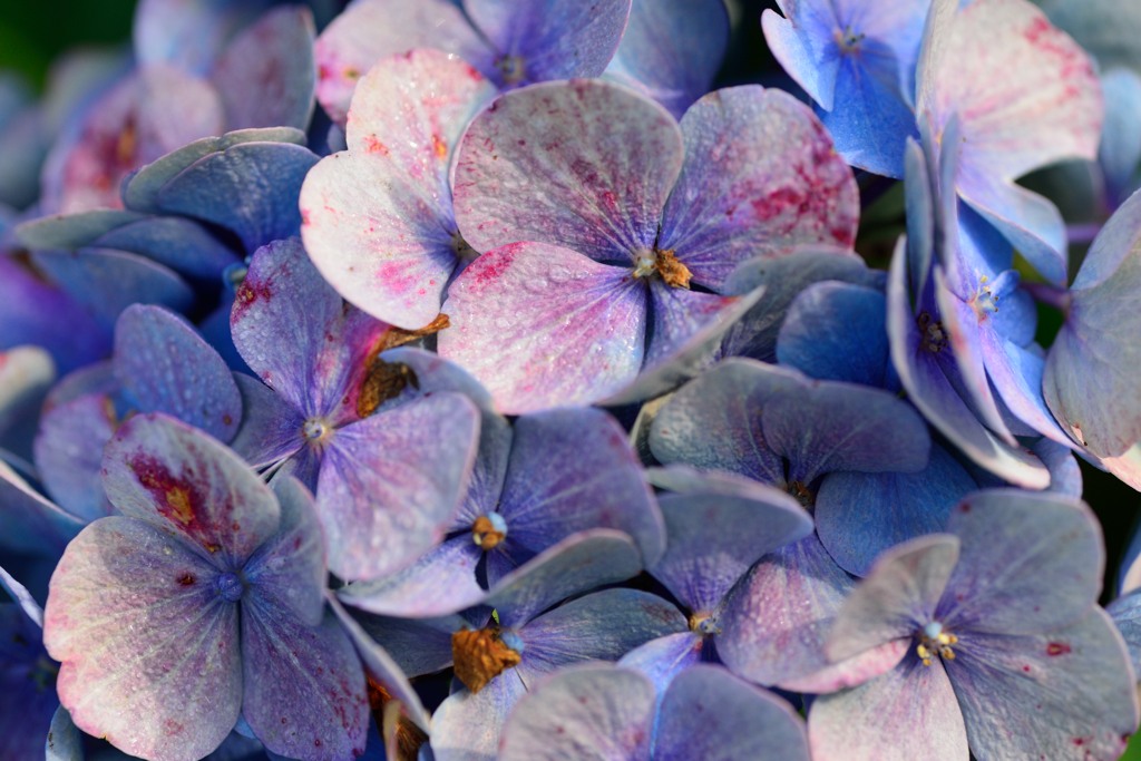 Blüten