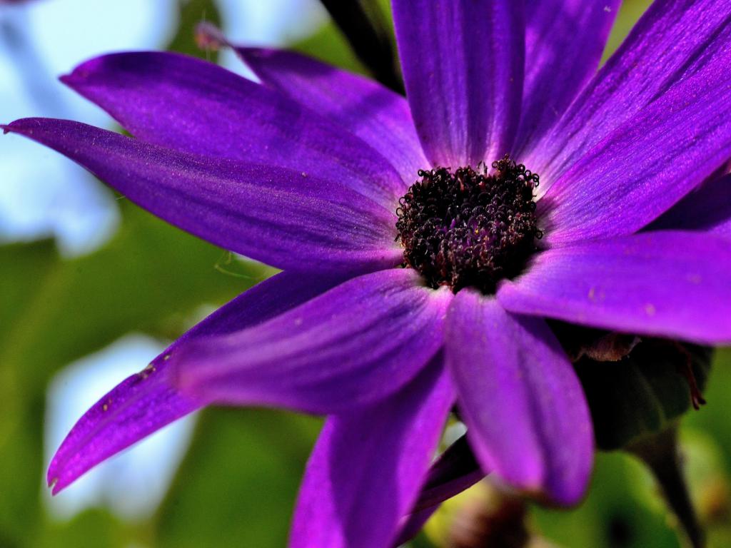 Blüten