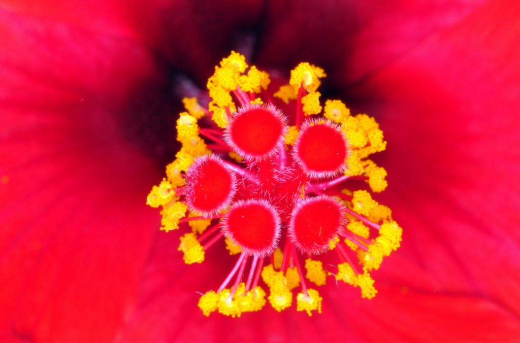 Blütenstempel Hibiscus