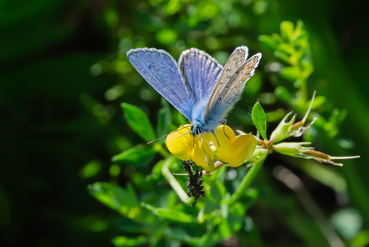 BläulingLäuse.jpg