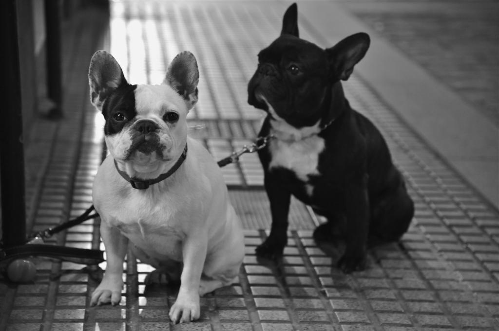 black &amp; white